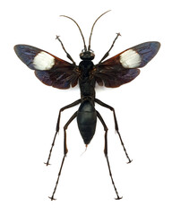 Hemipepsis speculifer diselene (female)
Large Insect, Predator Wasps in White Background