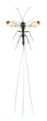 Ichneumonidae sp
Large Insect, Predator Wasps in White Background