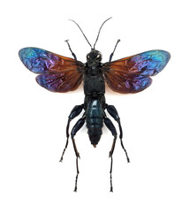 Macromeris splendida (female)
Large Insect, Predator Wasps in White Background