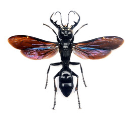 Megalara garuda (male)
Large Insect, Predator Wasps in White Background