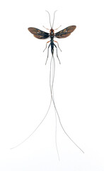 Meganura ingens (female)
Large Insect, Predator Wasps in White Background