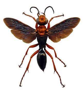 Sphex sericeus
Large Insect, Predator Wasps in White Background