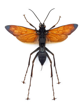 Hemipepsis croesus (female)
Large Insect, Predator Wasps in White Background