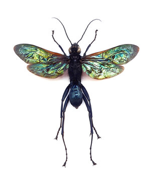 Macromeris iridipennis (male)
Large Insect, Predator Wasps in White Background