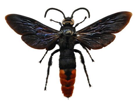 Megascolia azurea (male)
Large Insect, Predator Wasps in White Background