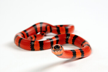 Honduran milk snake // Honduras Königsnatter (Lampropeltis triangulum hondurensis, Lampropeltis hondurensis) © bennytrapp