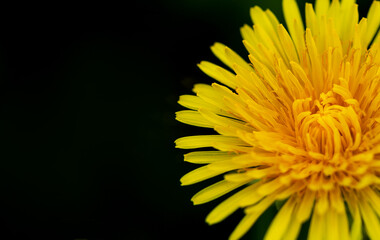 Blooming yellow dandelion on a dark background.