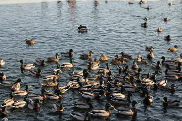 Fototapeta premium ducks on the water
