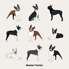 Boston Terrier breed, dog pedigree drawing. Cute dog characters in various poses, designs for prints adorable and cute Boston Terrier cartoon vector set, in different poses.