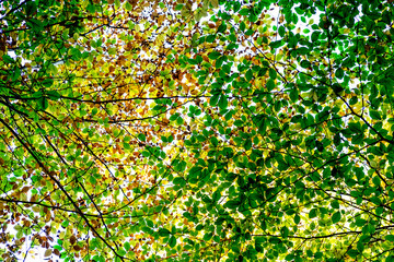 Look up to colourful leaves in branches in the sky