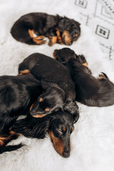 Dachshund 8 week old puppy black and tan in white space studio. Nursing sleeping puppies and their  mother. Puppy litter