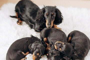 Dachshund 8 week old puppy black and tan in white space studio. Nursing sleeping puppies and their  mother. Puppy litter