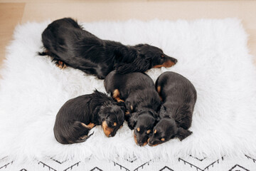 Dachshund 8 week old puppy black and tan in white space studio. Nursing sleeping puppies and their  mother. Puppy litter  sleeping on a white blanket