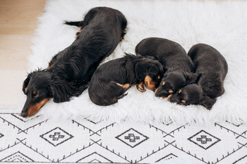 Dachshund 8 week old puppy black and tan in white space studio. Nursing sleeping puppies and their  mother. Puppy litter  sleeping on a white blanket