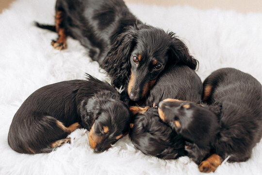 Dachshund 8 Week Old Puppy Black And Tan In White Space Studio. Nursing Sleeping Puppies And Their  Mother. Puppy Litter