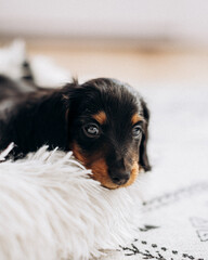 Dachshund 8 week old puppy black and tan in white space studio
