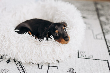 Dachshund 8 week old puppy black and tan in white space studio