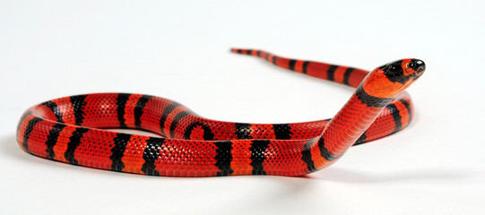 Honduran milk snake // Honduras Königsnatter (Lampropeltis triangulum hondurensis, Lampropeltis hondurensis) © bennytrapp