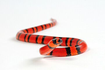Honduras Königsnatter // Honduran milk snake (Lampropeltis triangulum hondurensis, Lampropeltis hondurensis) © bennytrapp