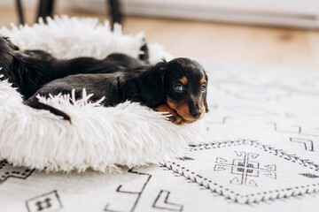 Dachshund 8 week old puppy black and tan in white space studio