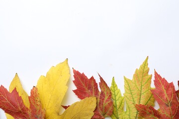 Colorful autumn leaves on white background, top view