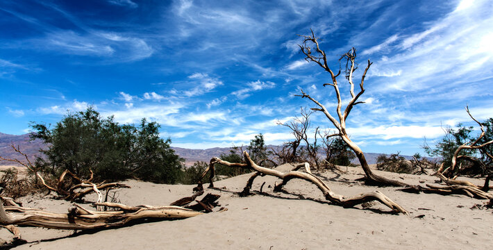 Death Valley landscape with rotten log
