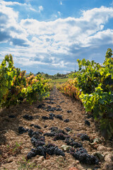 Fototapeta na wymiar vineyard in Rioja Alavesa in autumn (Spain)