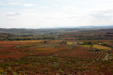 Fototapeta premium Vineyards in La Rioja (Spain) in autumn