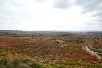 Fototapeta na wymiar Vineyards in La Rioja (Spain) in autumn