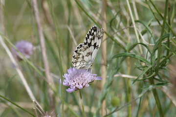 butterfly with violet flower