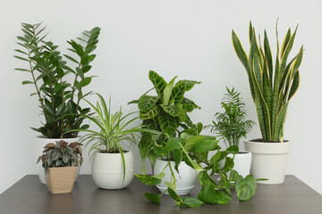 Many different beautiful house plants on wooden table near white wall