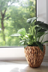 Beautiful houseplant with green leaves in pot on white window sill indoors © New Africa