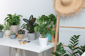 White table with different beautiful houseplants indoors