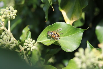Sitting wasp on a plant with green background