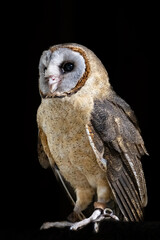 Ashey faced owl