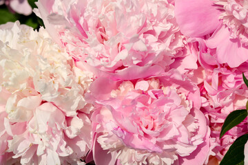 Wonderful fragrant pink peonies outdoors, closeup view