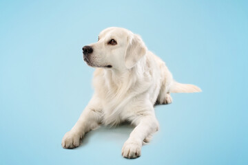 Domestic animal. Pretty golden retriever dog lying on floor on blue studio background, resting and looking away
