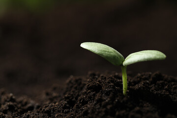 Young seedling growing in soil, closeup. Space for text
