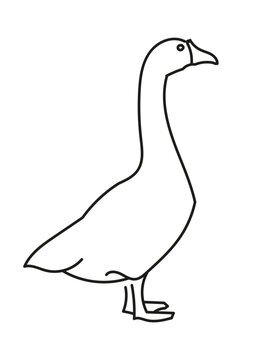 Goose-vector
