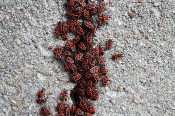 Many fire beetles sitting on a rock