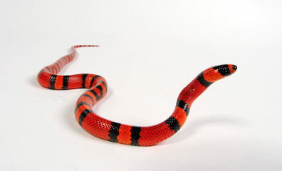 Honduras Königsnatter // Honduran milk snake (Lampropeltis triangulum hondurensis, Lampropeltis hondurensis) © bennytrapp
