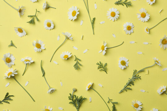 Flat lay composition with fresh chamomiles on yellow background