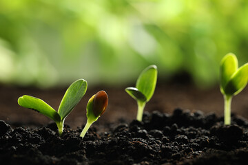 Young vegetable seedlings growing in soil outdoors, space for text