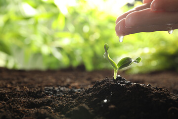 Woman watering young vegetable seedling outdoors, closeup. Space for text