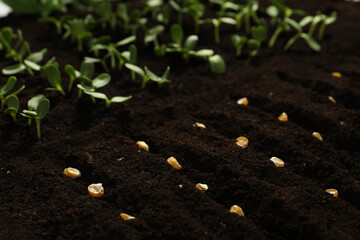 Corn seeds in fertile soil. Vegetables growing