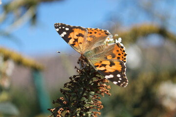 Sitting orange butterfly (Vanessa cardui) on a plant with white flowers