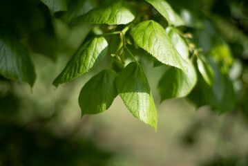 Natural green background. Young green leaves texture. Nature spring concept.