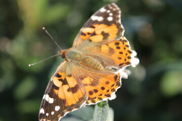 Obraz premium Sitting orange butterfly (Vanessa cardui) on a plant with white flowers