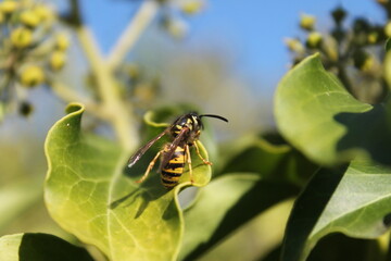 Sitting  wasp on a plant wth green and brown background