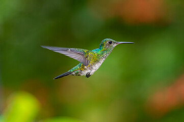 Blue-chinned Sapphire hummingbird in flight on the island of Trinidad in the Caribbean.
